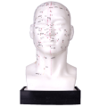 Akupunkturní model - hlava 21cm