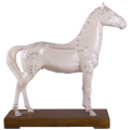 Akupunkturní model koně 24 cm