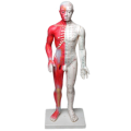Akupunkturní model člověka Muž 60cm