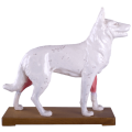 Akupunkturní model psa 30cm