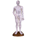 Akupunkturní model muž 50cm