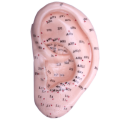 Akupunkturní model ucha, 12cm