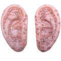 Akupunkturní model ucho - pár 7cm